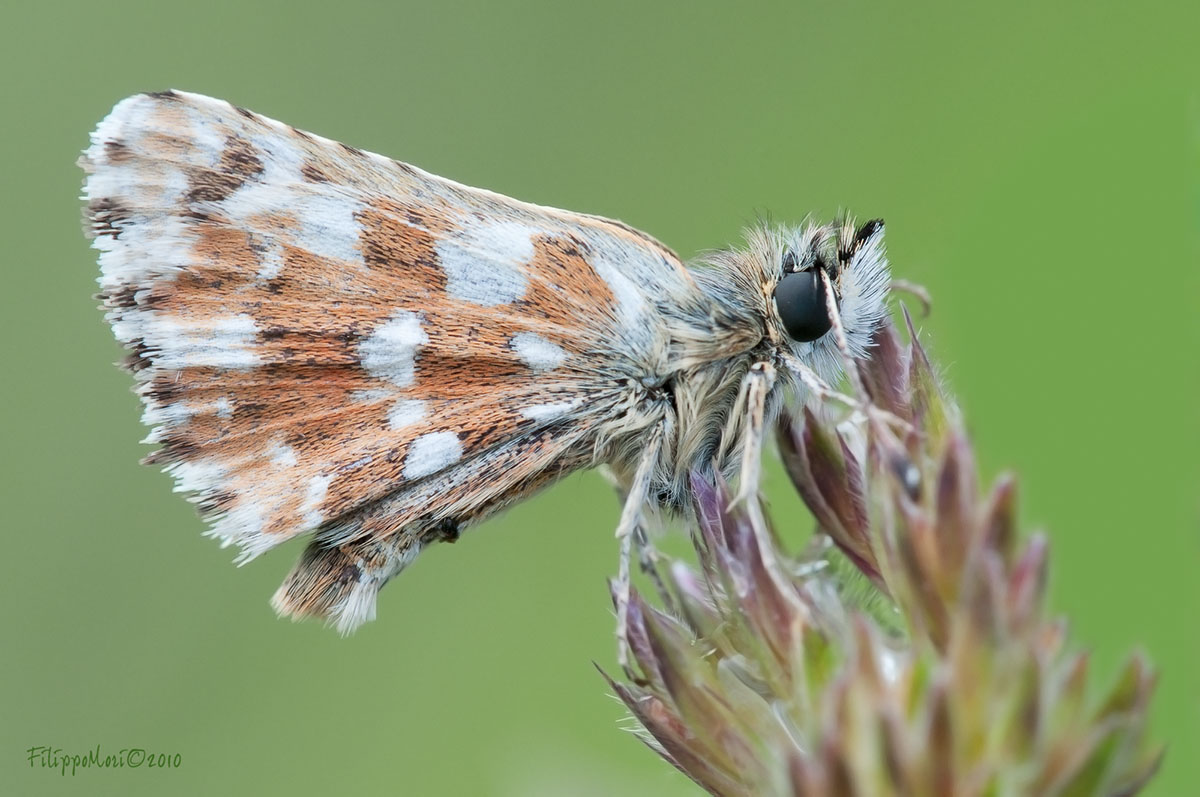 Farfalla da Identificare - Spialia sertorius